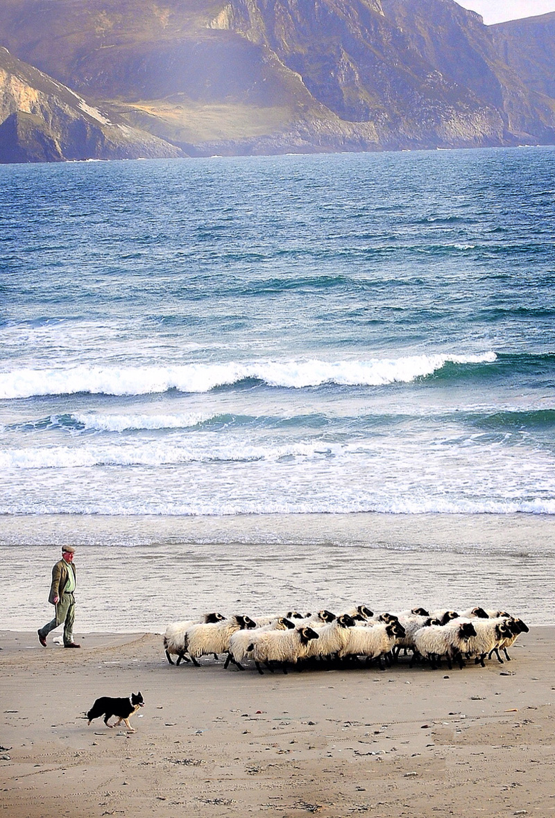 Calveys Achill Mountain Lamb No Fences
