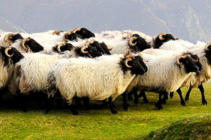 Naturally Reared