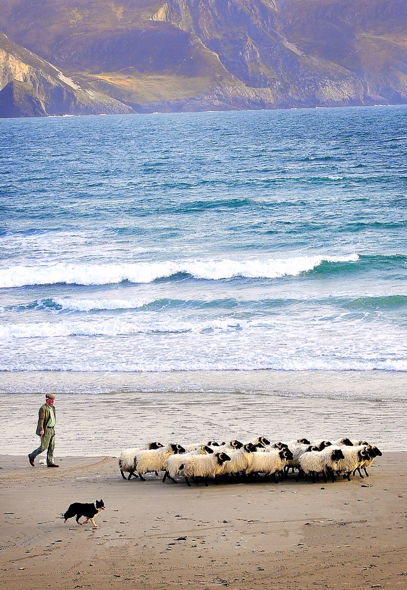 Calveys-Achill-Mountain-Lamb