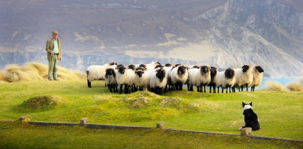 calveys achill mountain lamb blackface sheep-03
