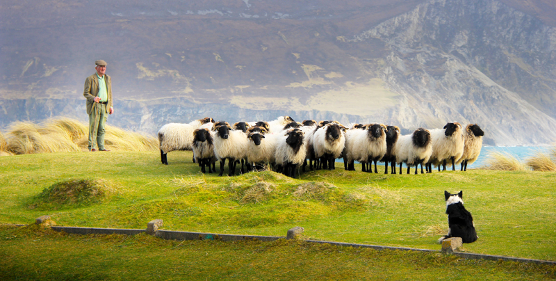 calveys-achill-mountain-lamb-blackface-sheep-03