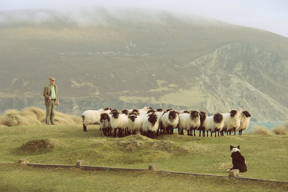 Sustainability - Calvey's Achill Mountain Lamb